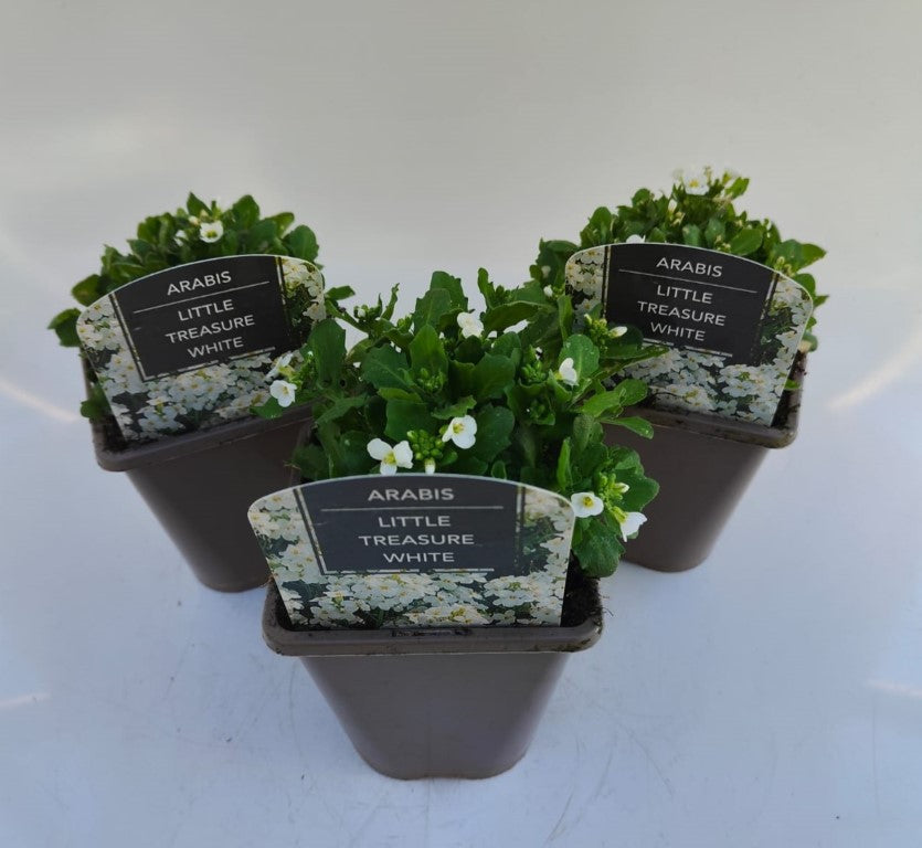 x2 Arabis Little Treasure White 13cm/1 Litre