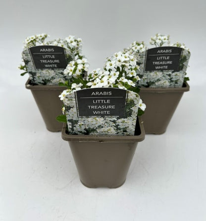 x2 Arabis Little Treasure White 13cm/1 Litre