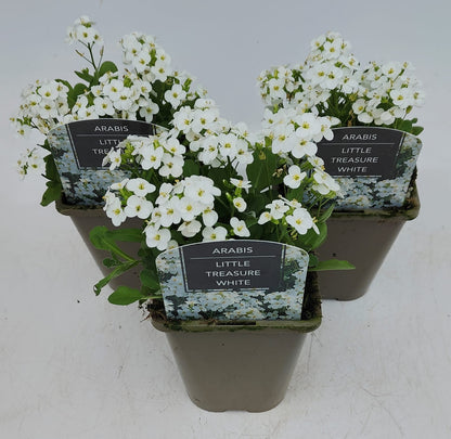 x2 Arabis Little Treasure White 13cm/1 Litre