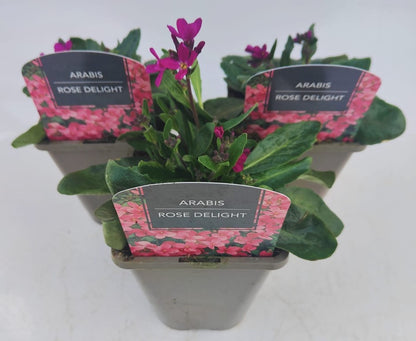x2 Arabis Rose Delight 13cm/1 Litre