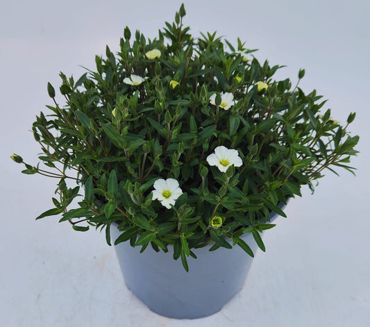 x1 Arenaria Montana Summer White 19cm/3Ltr