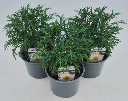 x2 Argyranthemum Molimba White 13cm/1Litre