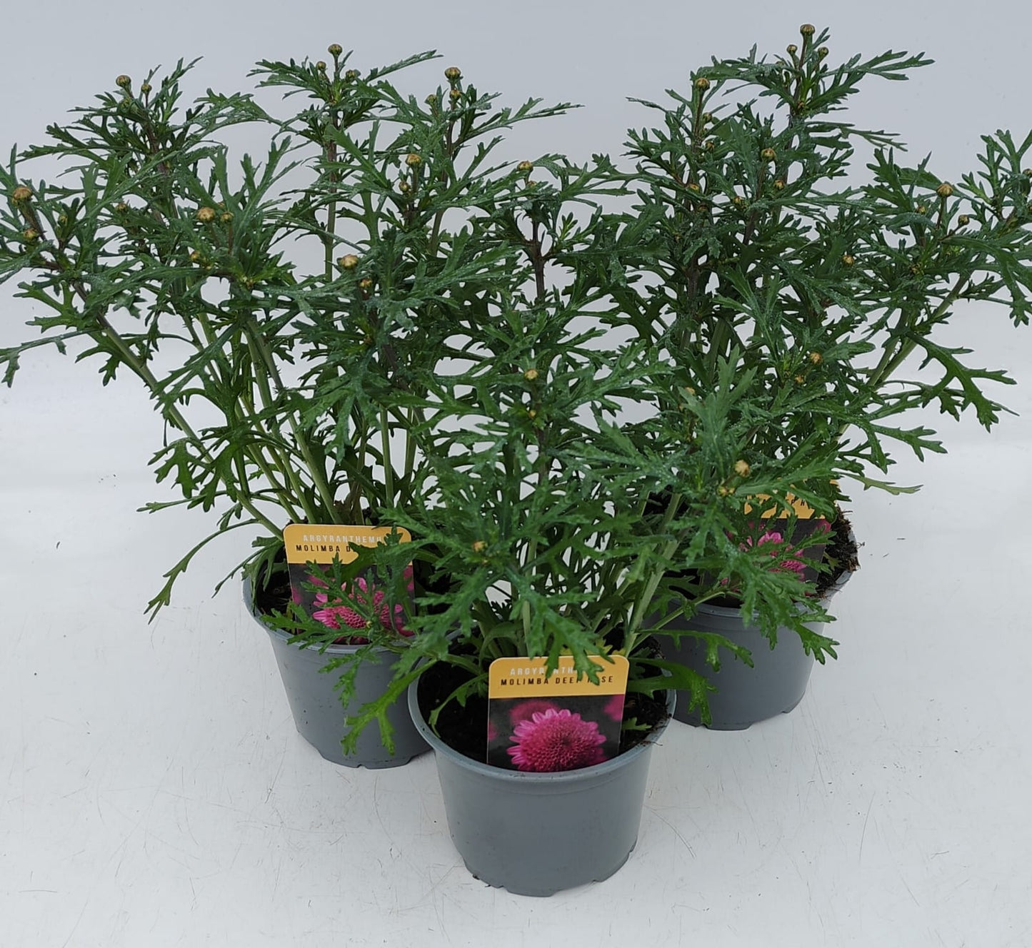 x2 Argyranthemum Molimba Deep Rose 13cm/1Litre