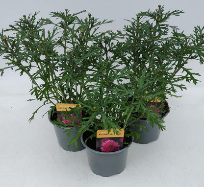 x2 Argyranthemum Molimba Deep Rose 13cm/1Litre