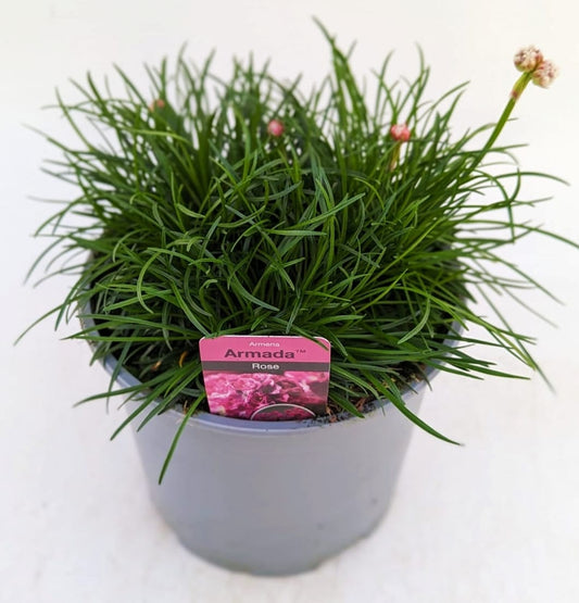 x1 Armeria Armada Rose 19cm/3Ltr
