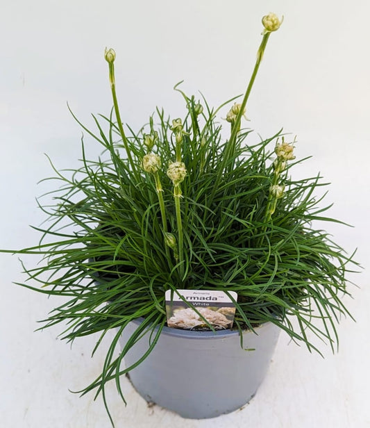 x1 Armeria Armada White 19cm/3Ltr