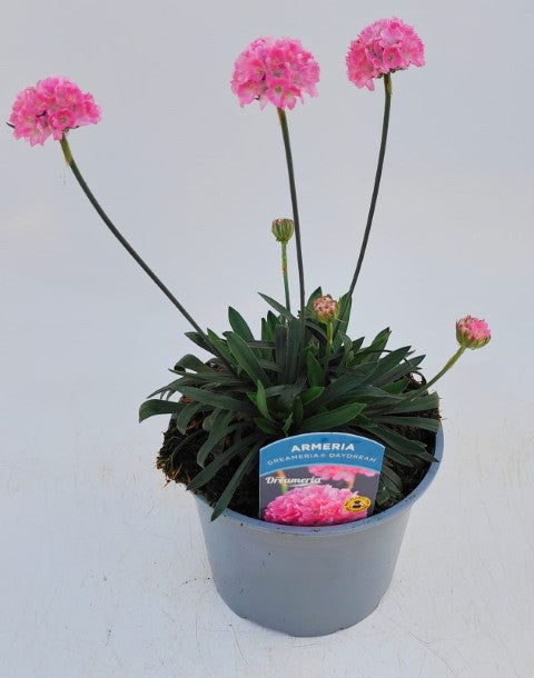 x1 Armeria Dreameria Daydream - 17cm/2Litre