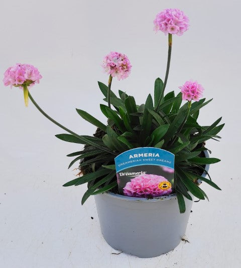 x1 Armeria Dreameria Sweet Dreams - 17cm/2Litre