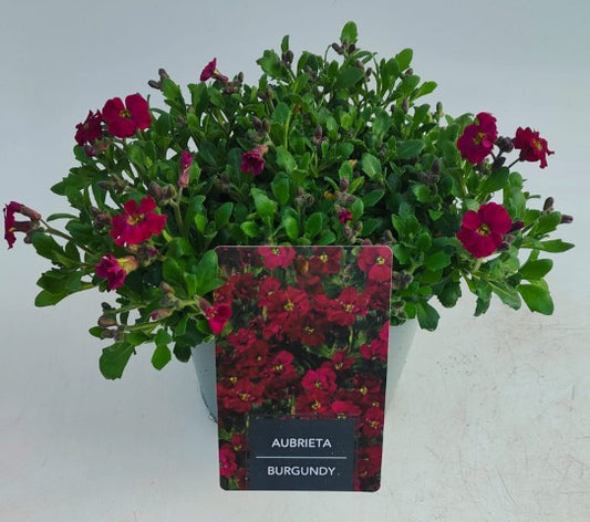 x1 Aubrieta Axcent Burgundy 19cm/3Ltr