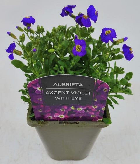 x2 Aubrieta Violet with Eye 13cm/1Litre