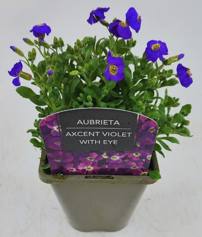 x2 Aubrieta Violet with Eye 13cm/1Litre