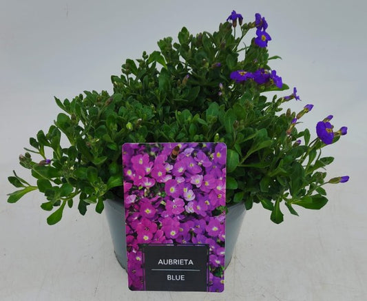 x1 Aubrieta Blue 19cm/3Ltr