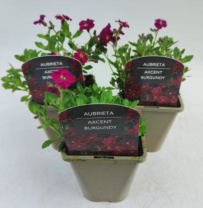 x2 Aubrieta Axcent Burgundy 13cm/1Litre