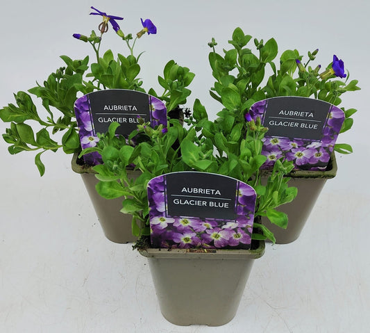 x2 Aubrieta Glacier Blue 13cm/1Litre