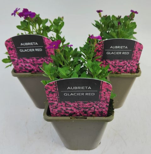x2 Aubrieta Glacier Red 13cm/1Litre