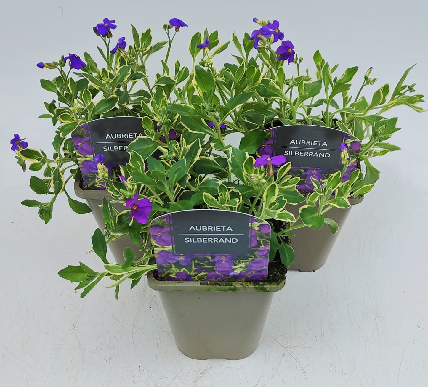 x2 Aubrieta Silberrand 13cm/1Litre