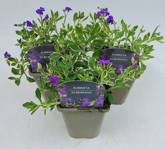 x2 Aubrieta Silberrand 13cm/1Litre