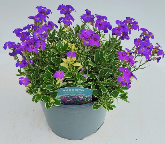 x1 Aubrieta Variegata 19cm/3Ltr