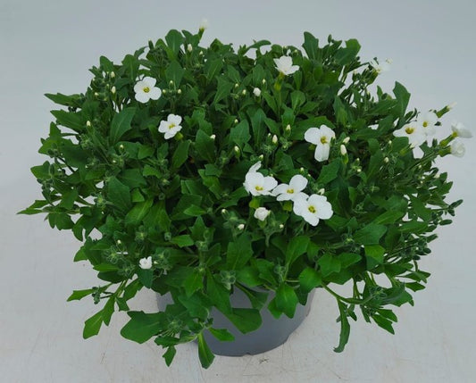 x1 Aubrieta White 19cm/3Ltr