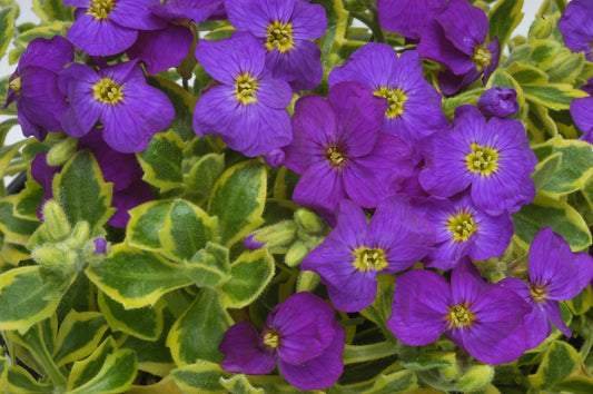 x1 Aubrieta Westacre Gold - 17cm/2Litre