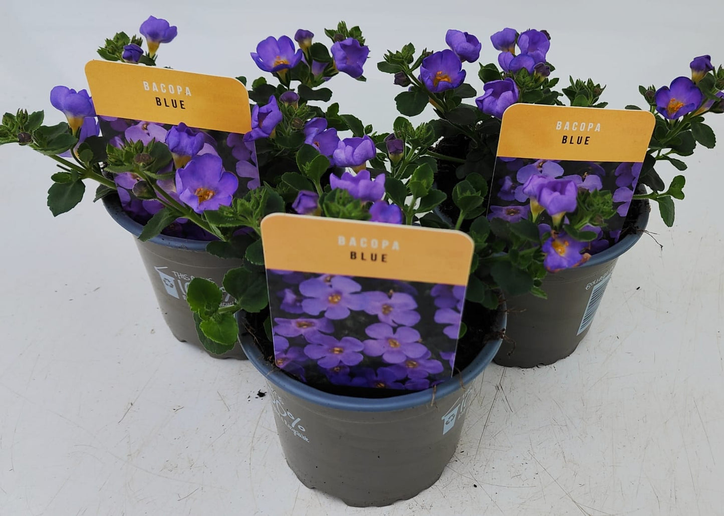 x3 Bacopa Megacopa Blue 10.5cm/9cm