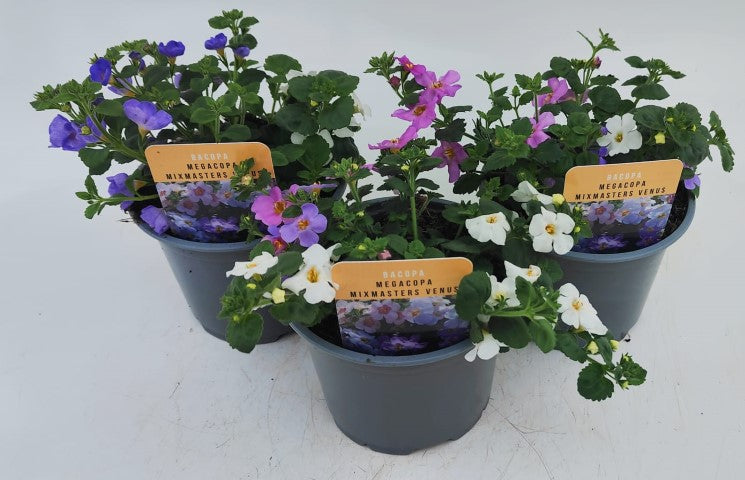 x2 Bacopa Megacopa MixMasters Venus 13cm/1Litre