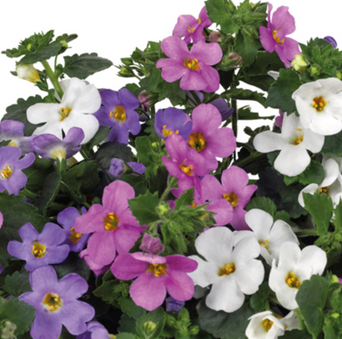 x2 Bacopa Megacopa MixMasters Venus 13cm/1Litre