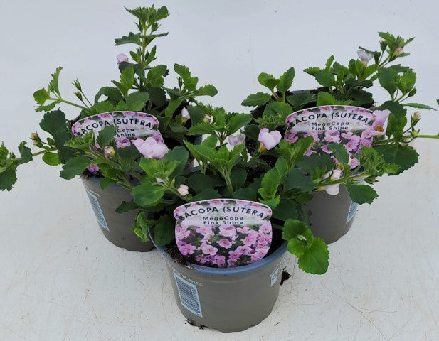 x3 Bacopa Megacopa Pink Shine 10.5cm/9cm