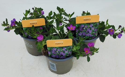x3 Bacopa Megacopa Purple 10.5cm/9cm