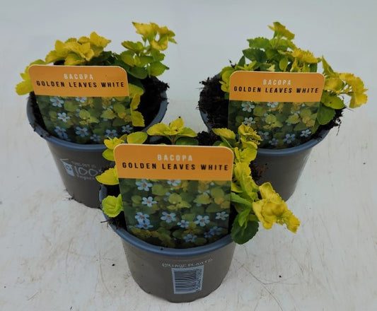 x3 Bacopa Scopia Golden Leaves White 10.5cm/9cm