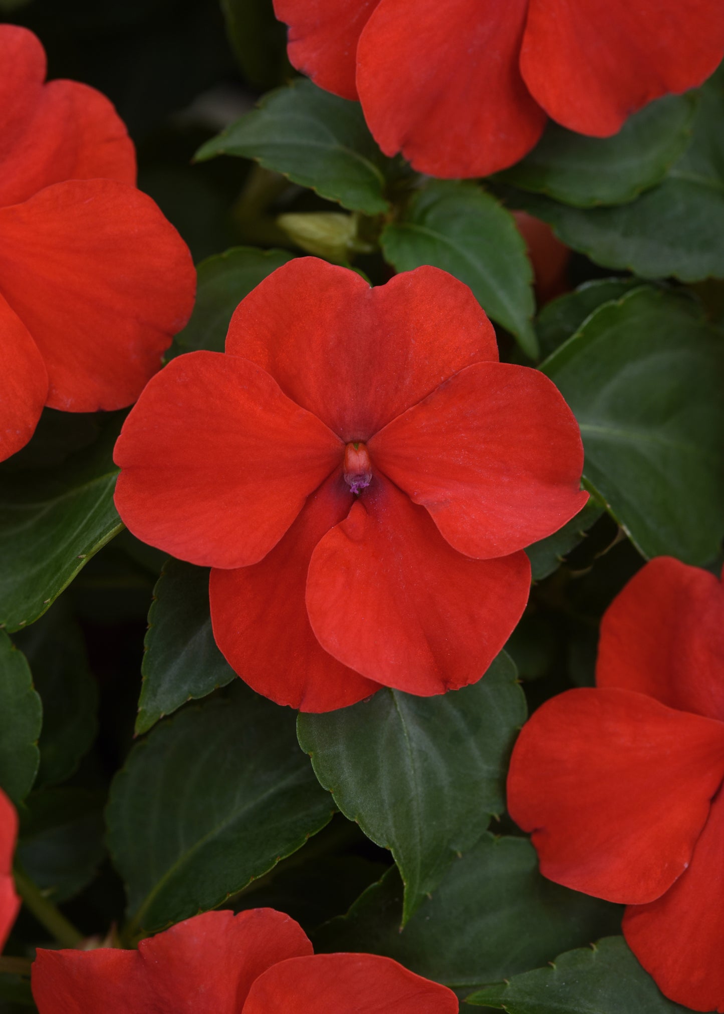 x10 Impatiens Beacon Bright Red - XL Plug Plants