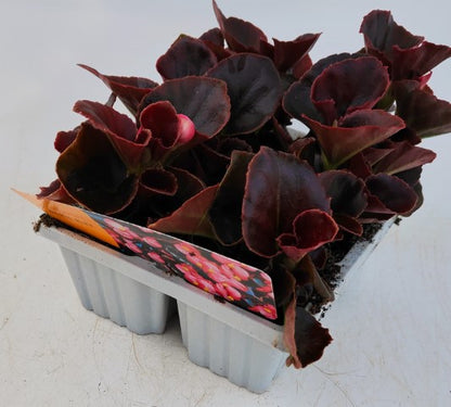 x10 Begonia Devil Pink XL Plug Plants