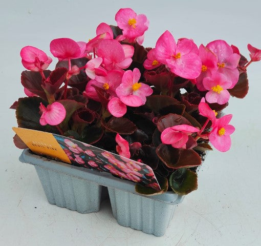 x10 Begonia Devil Pink XL Plug Plants