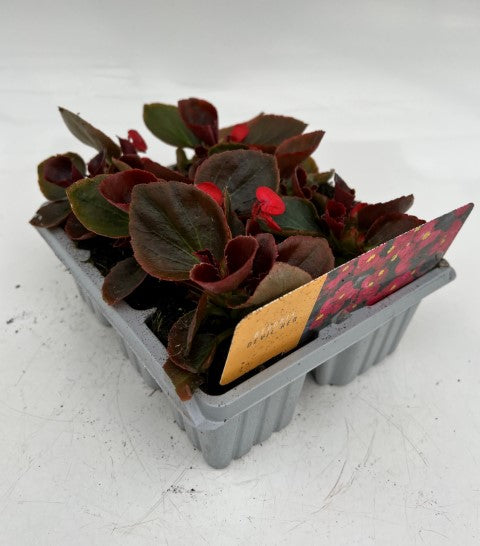 x10 Begonia Devil Red XL Plug Plants