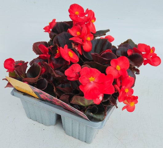 x10 Begonia Devil Red XL Plug Plants