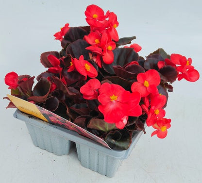 x10 Begonia Devil Red XL Plug Plants