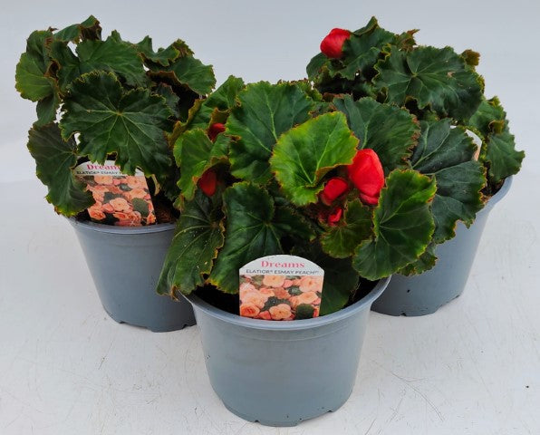 x2 Begonia Dreams Esmay Peach - 13cm/1Litre
