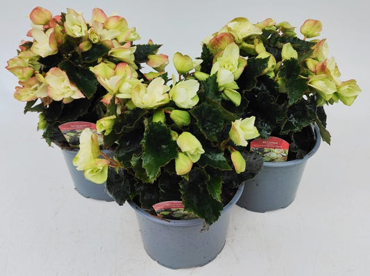 x2 Begonia Dreams Frivola Magic - 13cm/1Litre