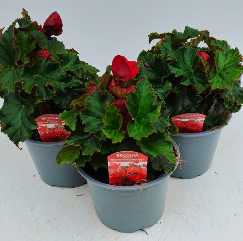 x2 Begonia Dreams MacRouge - 13cm/1Litre