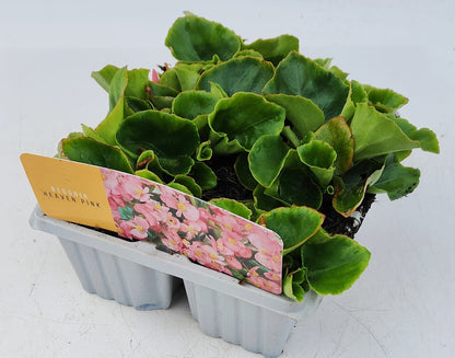 x10 Begonia Heaven Pink XL Plug Plants