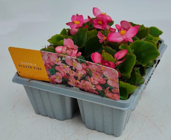 x10 Begonia Heaven Pink XL Plug Plants