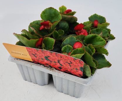 x10 Begonia Heaven Red XL Plug Plants