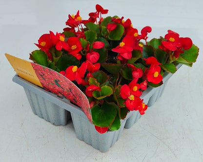 x10 Begonia Heaven Red XL Plug Plants