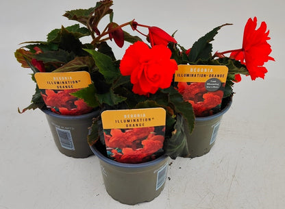 x3 Begonia Illumination Orange 10.5cm/9cm