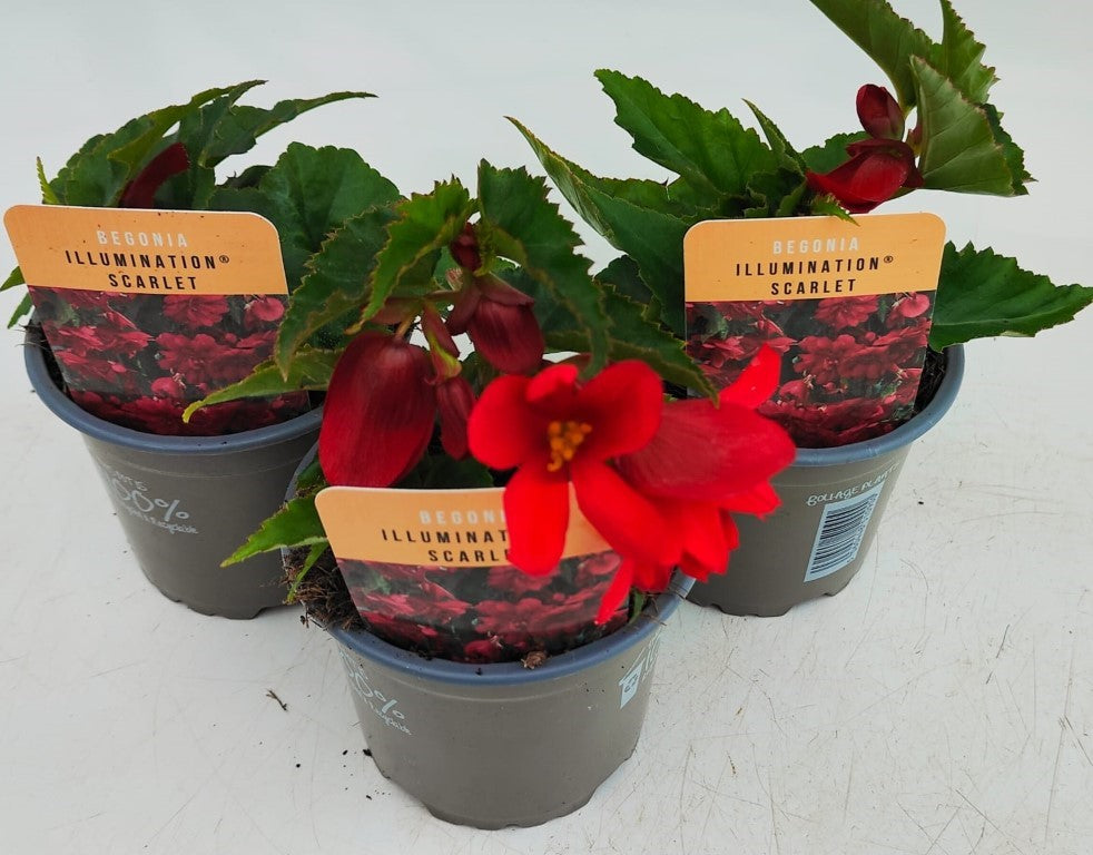 x3 Begonia Illumination Scarlet 10.5cm/9cm