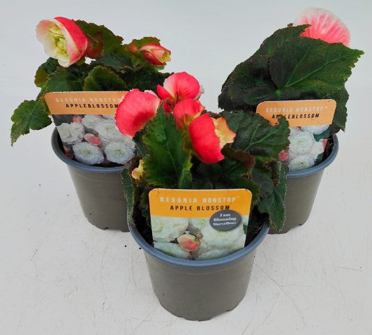 x3 Begonia Nonstop Appleblossom 10.5cm/9cm