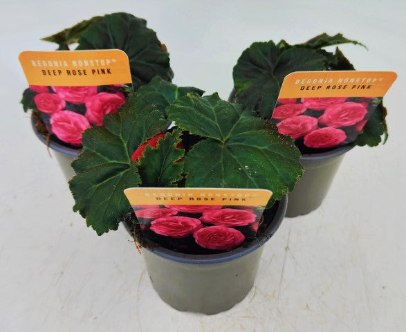 x3 Begonia Nonstop Deep Rose Pink 10.5cm/9cm