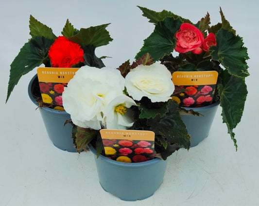 x2 Begonia Nonstop Mix 13cm/1 Ltr