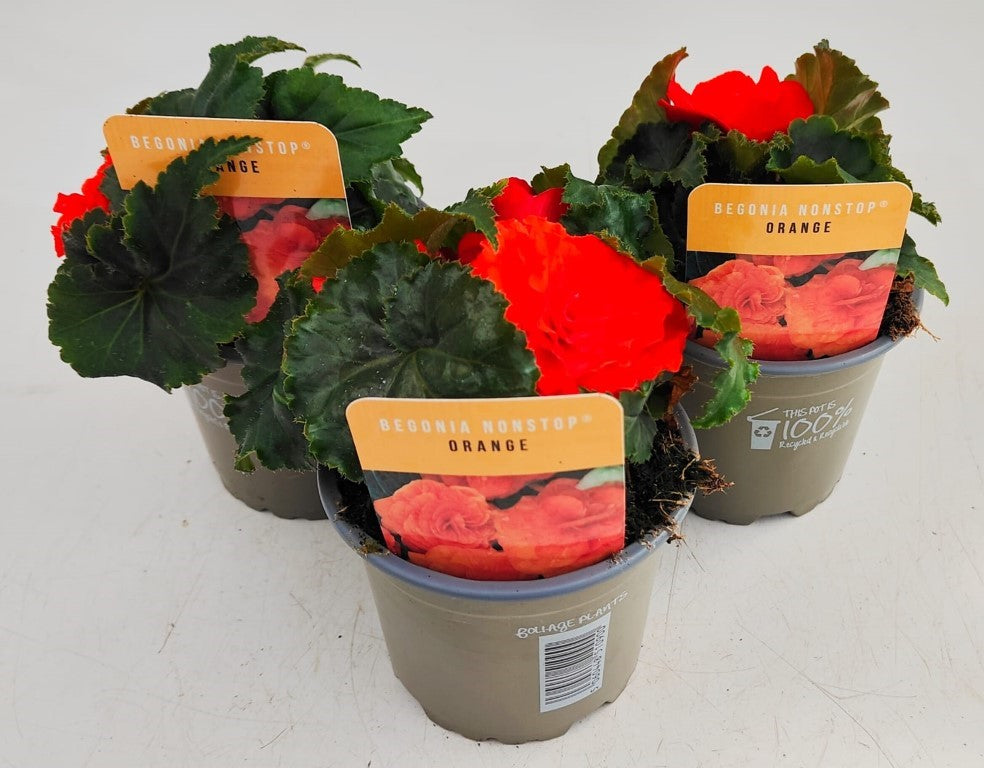 x3 Begonia Nonstop Orange 10.5cm/9cm