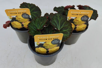 x3 Begonia Nonstop Yellow Red Back 10.5cm/9cm